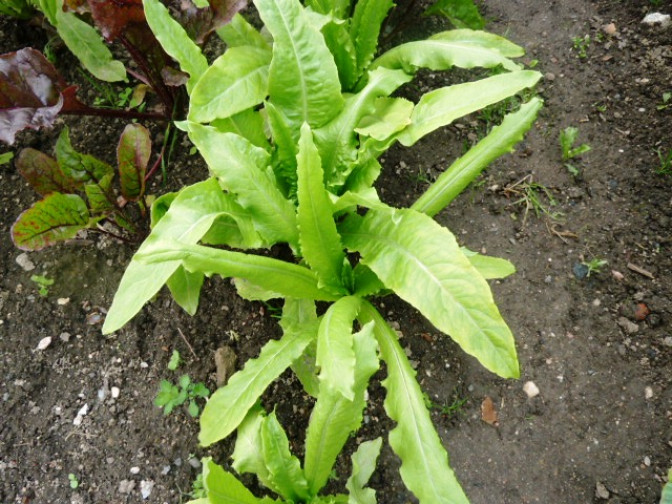 Виды и сорта листового салата