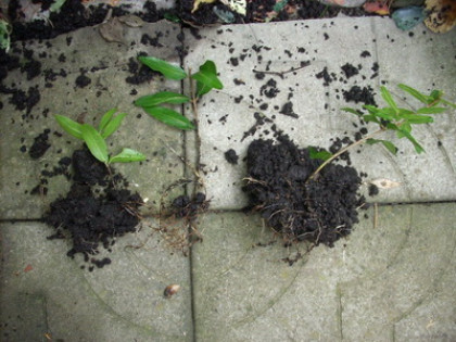Способ вегетативного размножения комнатных растений черенками