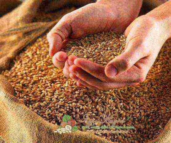 Пшеница дробленая: как называется и чем отличается