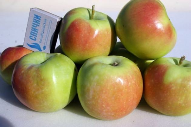 Основные характеристики яблони