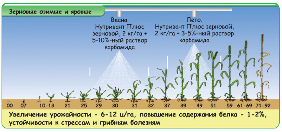 Потребность пшеницы в питательных элементах на гектаре посевов