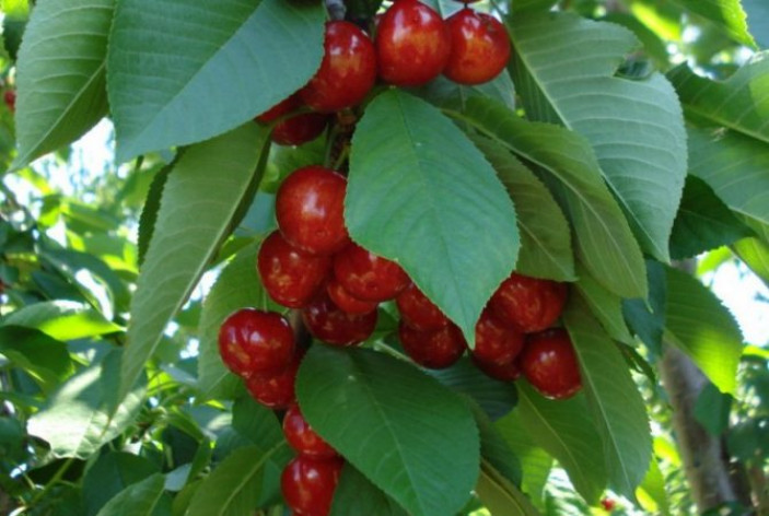 Характеристика плодов и дерева