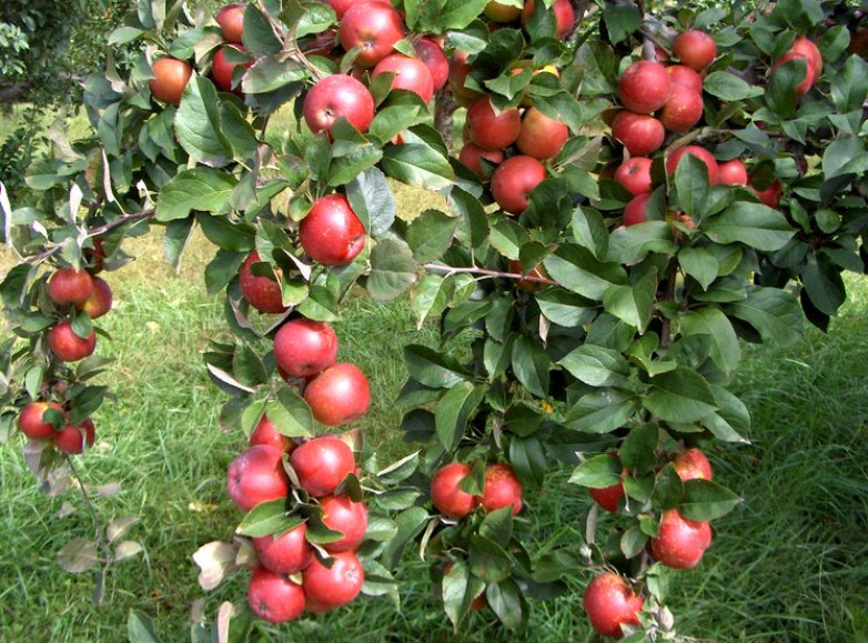 Что брать в расчет при внесении удобрений под яблоню
