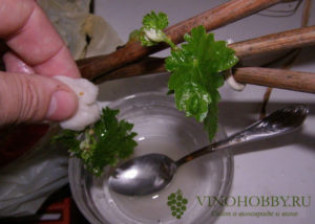 Обработка винограда коллоидной серой