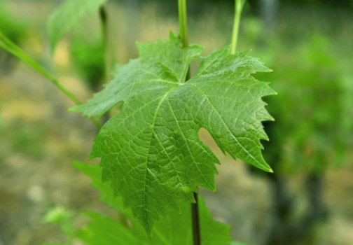 Обработка винограда коллоидной серой