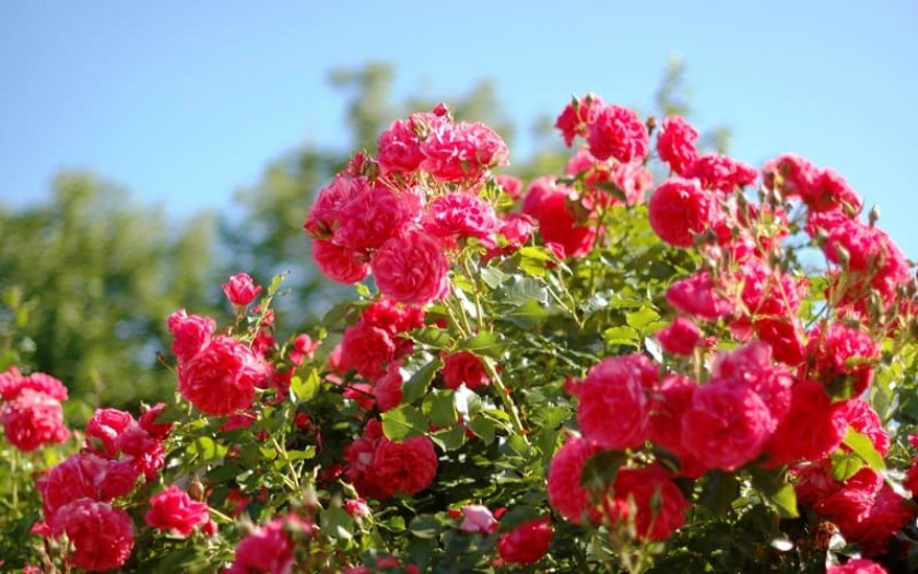 Чем подкармливать розы весной для обильного цветения