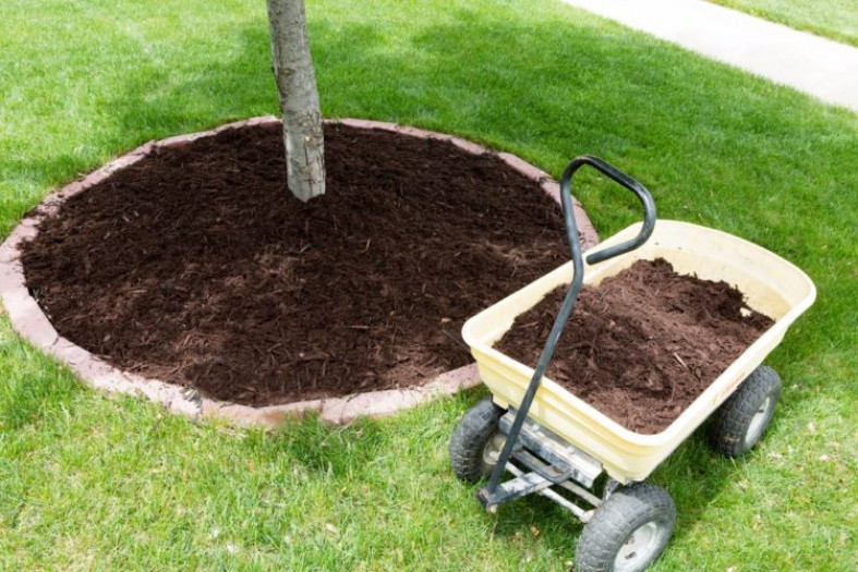 Способы применения компоста в саду и огороде