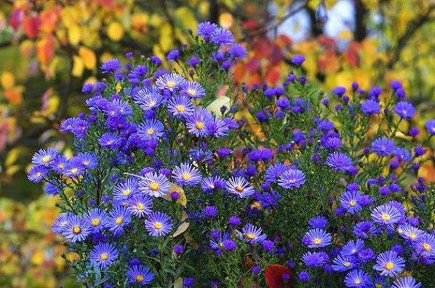 Осенние неприхотливые цветы: долгоцветущие многолетники для сада