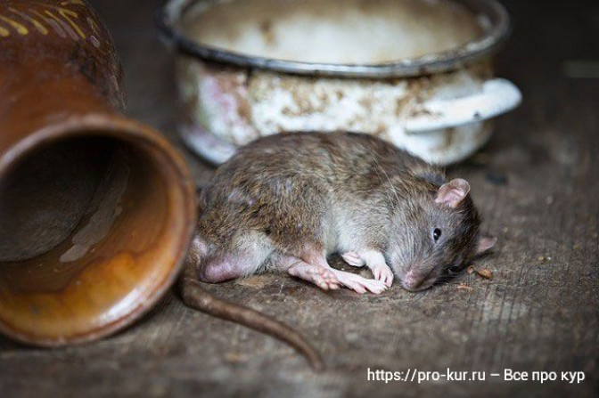 Как определить, что появились крысы в птичнике?