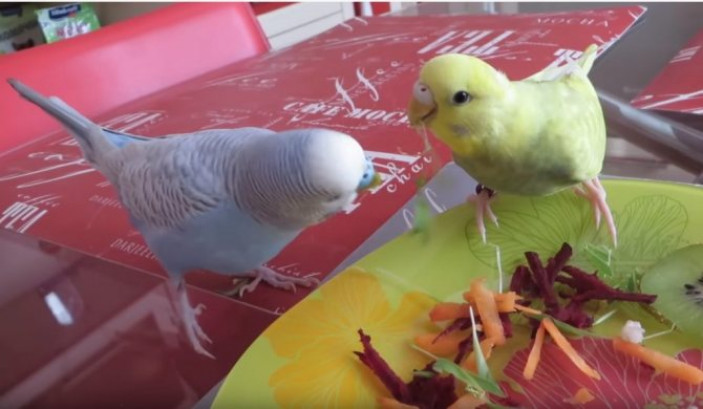 Чем кормить волнистых попугаев кроме корма?