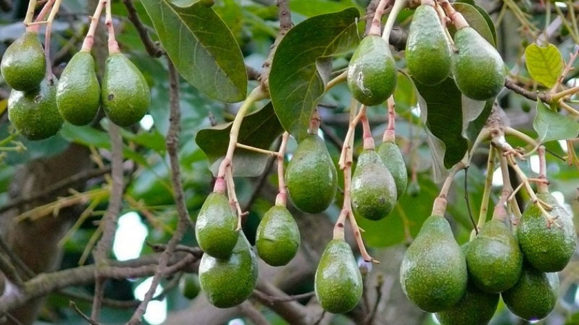 Будет ли плодоносить авокадо в домашних условиях