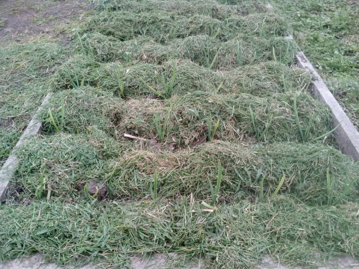 Можно ли класть траву. Мульчирование травой. Сидераты пырей. Мульчирование малины газонной травой.