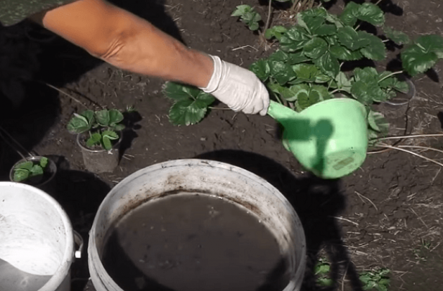 Применение удобрения из золы для рассады перцев и помидор