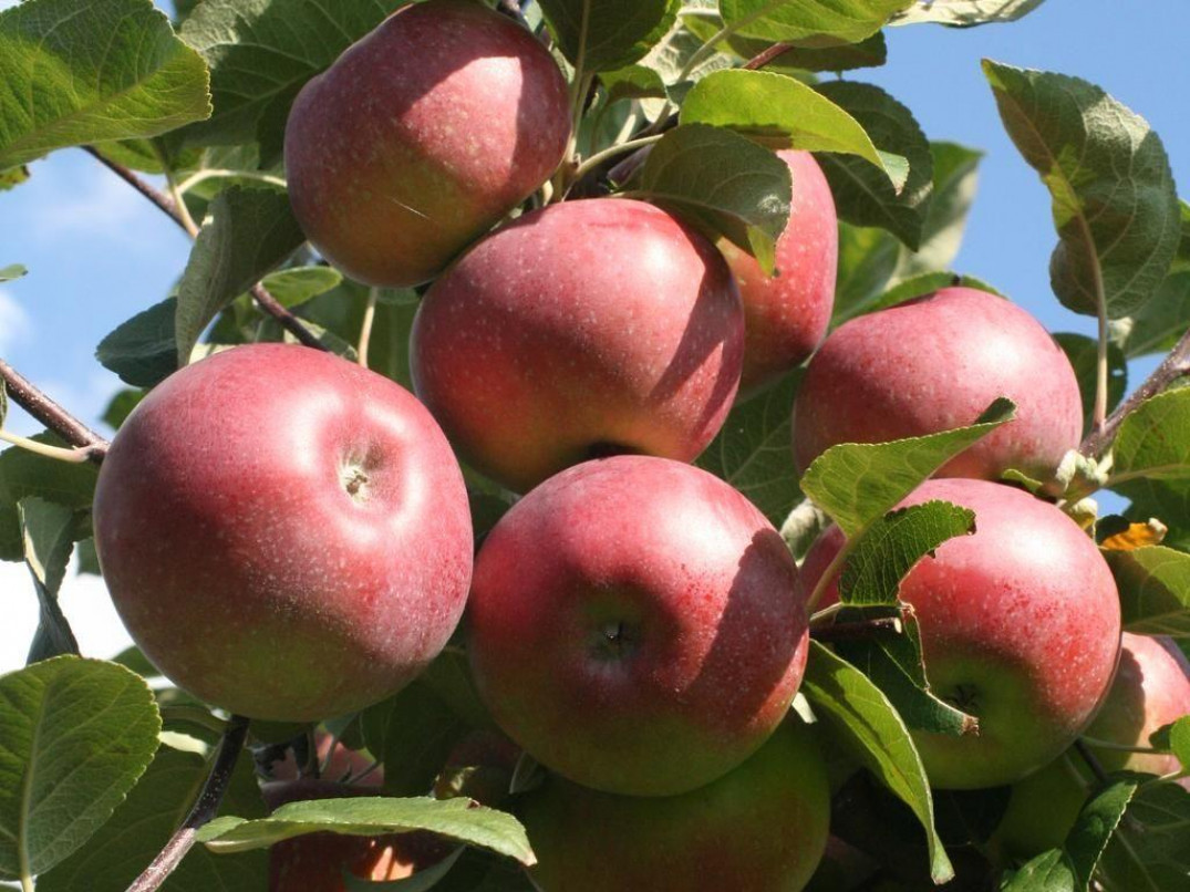 Характеристики и описание сорта яблок Лобо