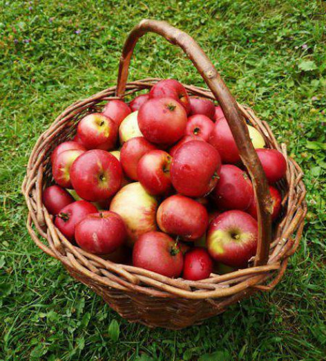 Как определить готовность яблок к сбору