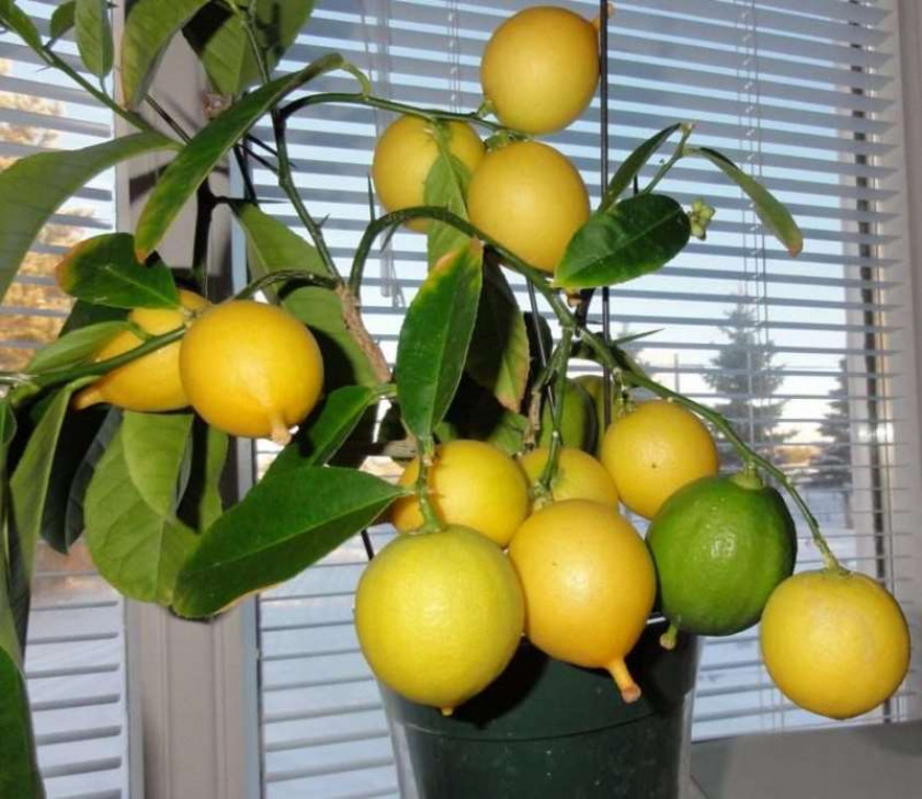 Уход за лимоном в разное время года