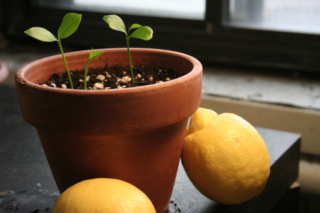 Особенности пересадки лимона в домашних условиях