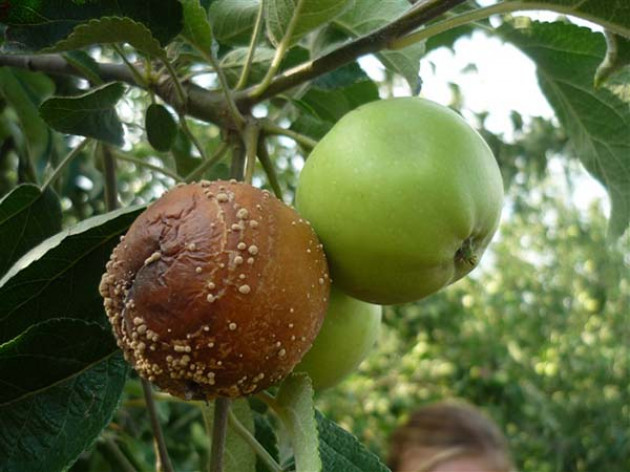 Для чего нужно весеннее опрыскивание: против каких болезней и вредителей яблони проводится обработка