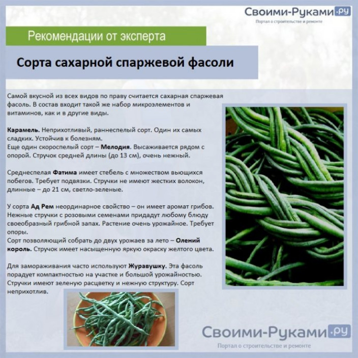 Самые популярные сорта Самые популярные сорта