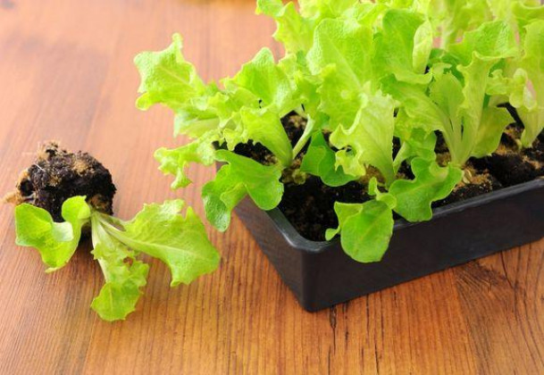 Посев салата на рассаду: тонкости и секреты