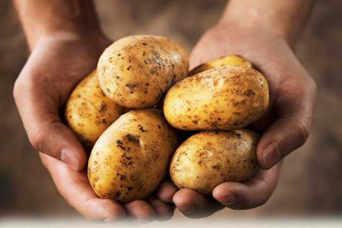 Таблица самых лучших сортов картофеля с описанием