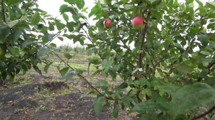 Деревья-опылители для сорта яблони Московская Грушовка