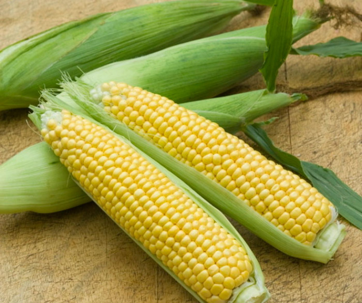 Выращивание кукурузы из семян