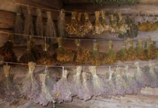 Сколько хранятся сушеные травы в домашних условиях