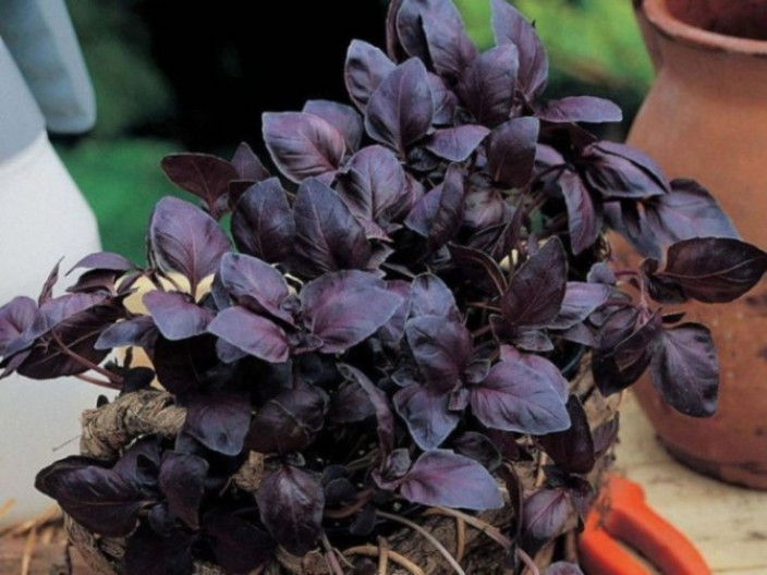 Чем отличается зеленый базилик от фиолетового?