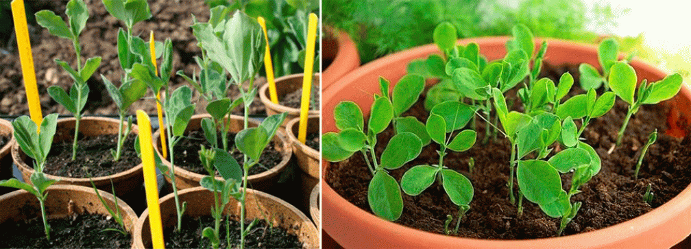 Выращивание душистого горошка из семян