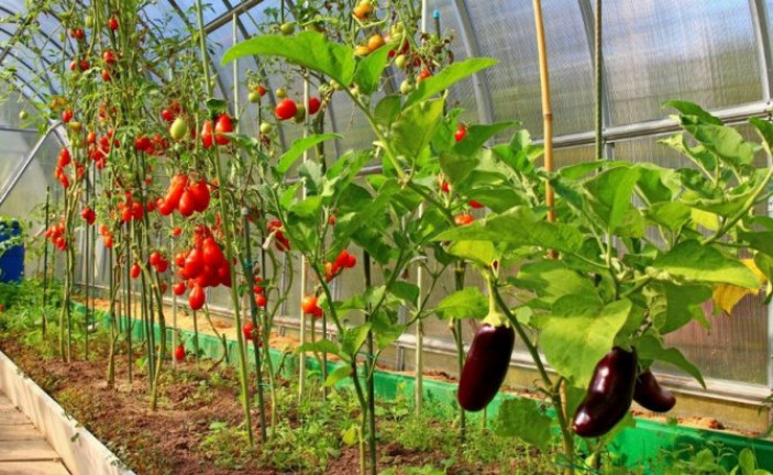Особенности выращивания помидоров в теплице