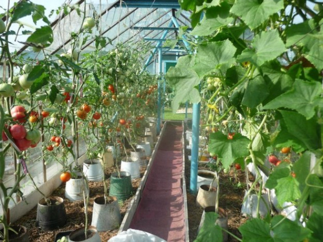 Как правильно посадить помидоры и огурцы в одну теплицу