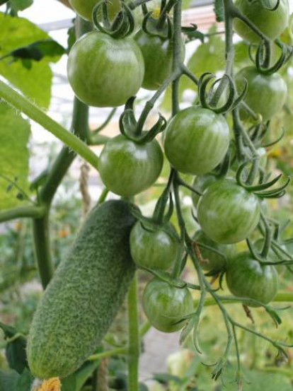Как правильно посадить помидоры и огурцы в одну теплицу