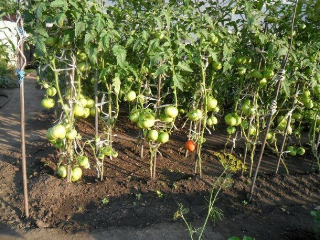 Какая почва и условия для выращивания нужны помидорам