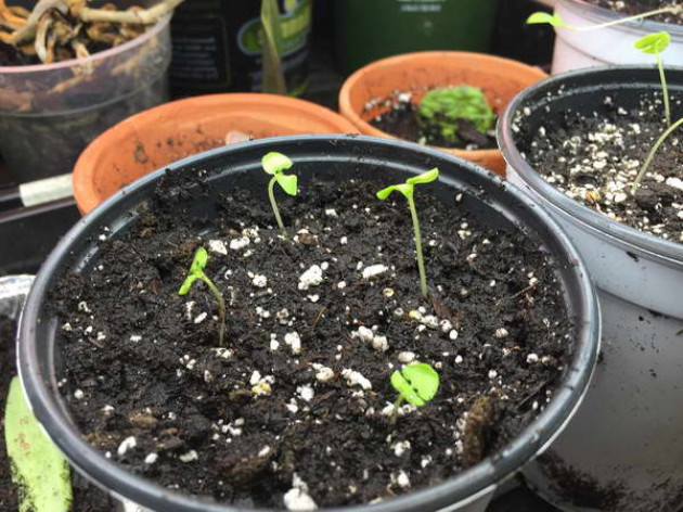 Выращивание рассады базилика из семян в домашних условиях Когда сажать