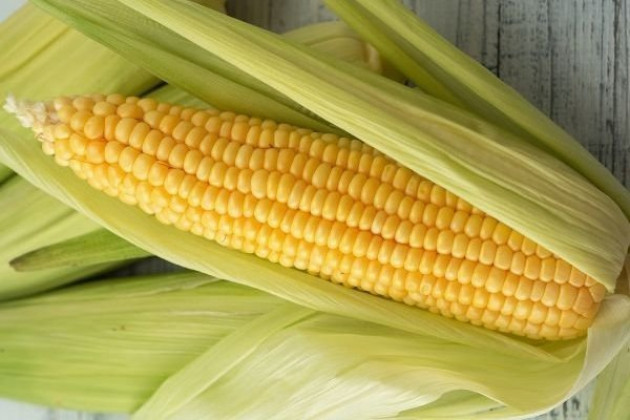 Разновидности сортов кукурузы по сроку созревания