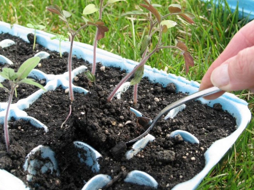 Процесс выращивания и высадки в грунт
