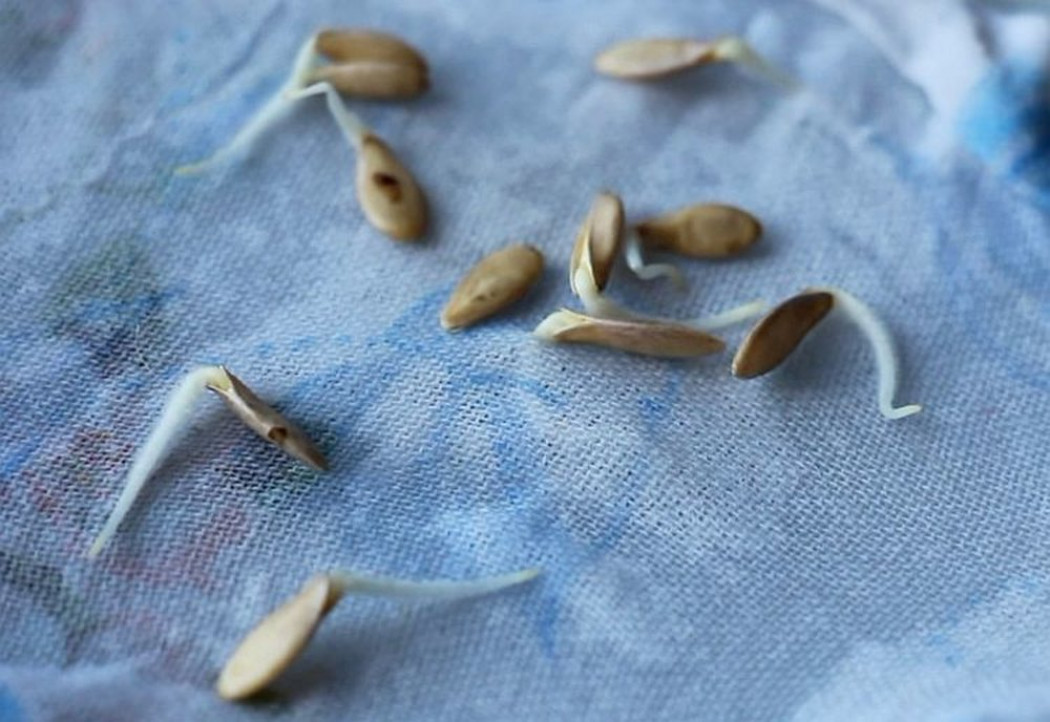 Как подготовить семена огурцов к посадке