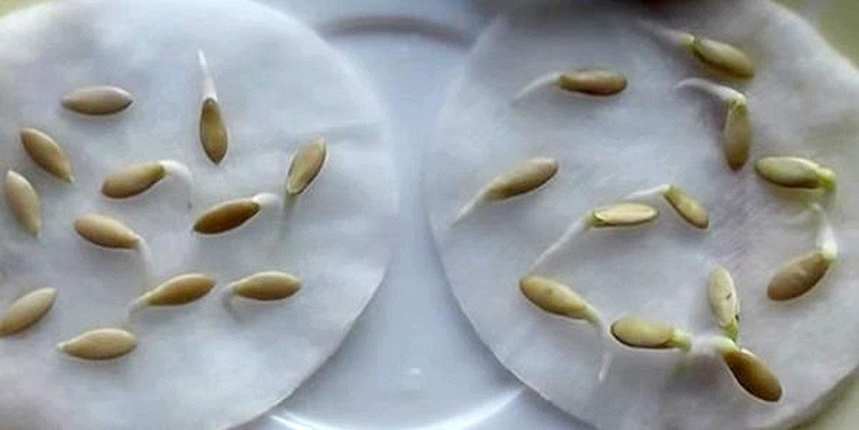 Как подготовить семена огурцов к посадке