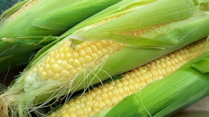 Стадии спелости кукурузы