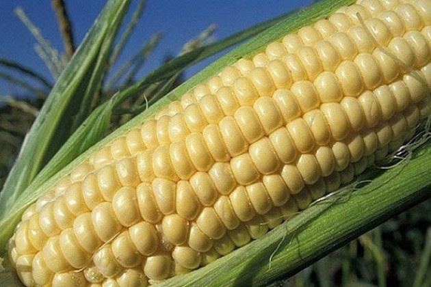 Стадии спелости кукурузы