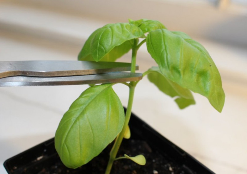 Как посадить базилик семенами