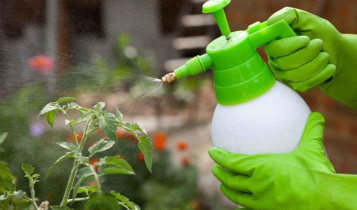 Способ химической защиты растений при помощи бордоской смеси