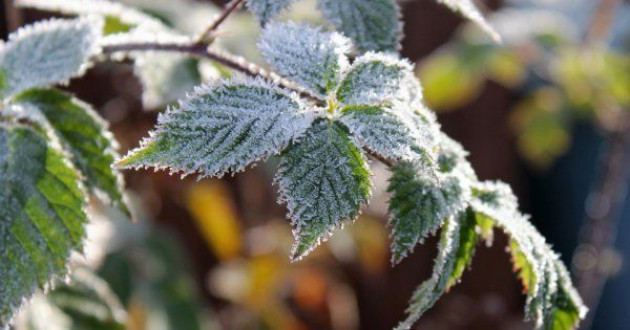 Опасность низких температур для растений