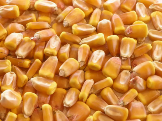 Подвиды обычной кукурузы