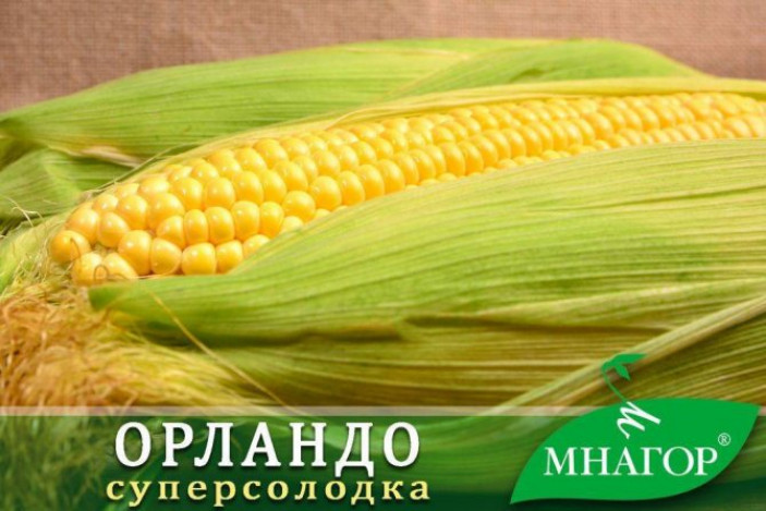 Условия выращивания сладкой кукурузы