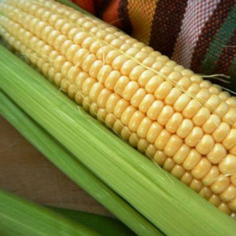 Условия выращивания сладкой кукурузы