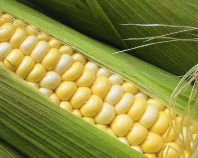 Характеристики сортов фуражной кукурузы
