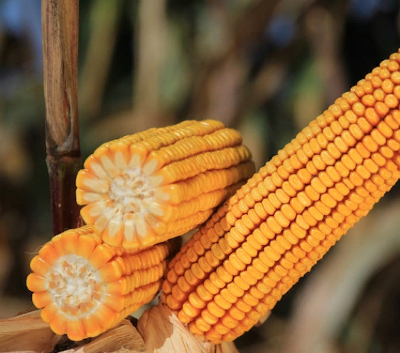 Характеристики сортов фуражной кукурузы