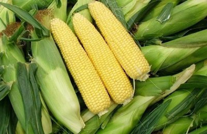 Уход за кукурузой и сбор урожая
